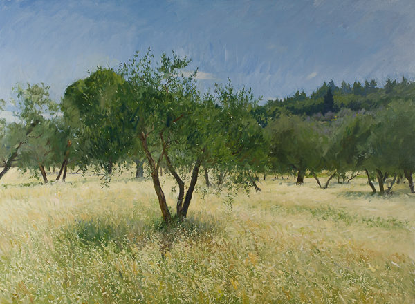 Plein air painting of olive trees in Tuscany in late May.